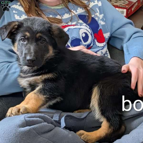 Kristoff, German Shepherd Puppy